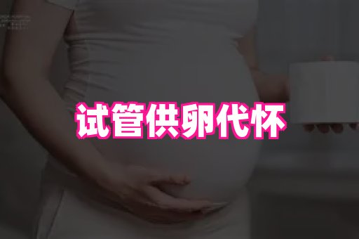 swisee孕网 4